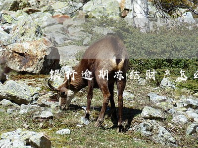 银行逾期冻结财产怎么办 银行逾期冻结财产怎么办