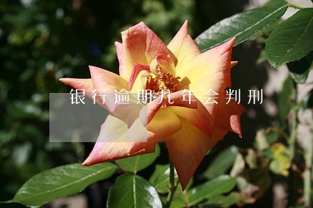 银行逾期几年会判刑 银行逾期几年会判刑