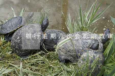 银行逾期几次会影响政审 银行逾期几次会影响政审