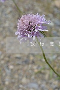 银行逾期利息复利如何计算公式