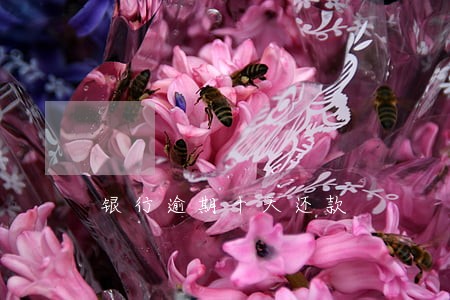 银行逾期十天还款 银行逾期十天还款