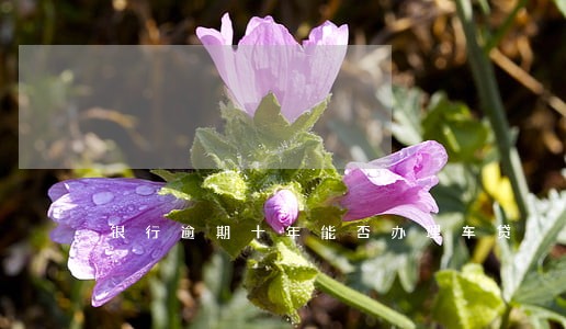 银行逾期十年能否办理车贷 银行逾期十年能否办理车贷