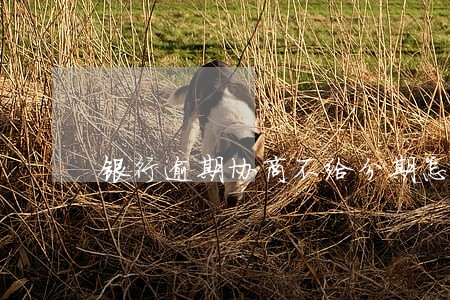 银行逾期协商不给分期怎么办 银行逾期协商不给分期怎么办
