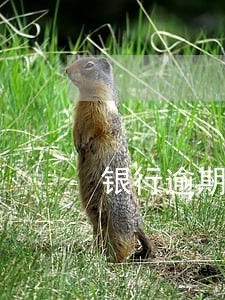 银行逾期危害 银行逾期危害