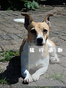 银行逾期变成呆账啥意思 银行逾期变成呆账啥意思