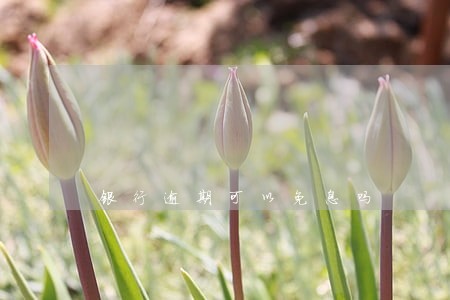 银行逾期可以免息吗 银行逾期可以免息吗