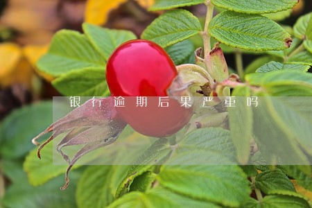 银行逾期后果严重吗 银行逾期后果严重吗
