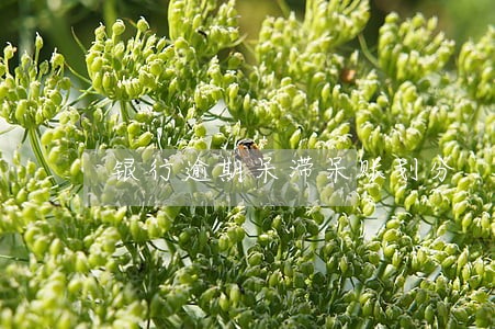 银行逾期呆滞呆账划分 银行逾期呆滞呆账划分