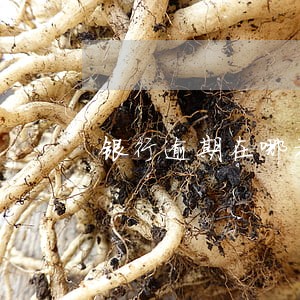 银行逾期在哪补交 银行逾期在哪补交