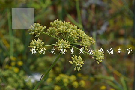银行逾期多久会影响车贷