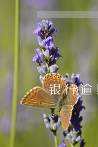 银行逾期多久能取消 银行逾期多久能取消