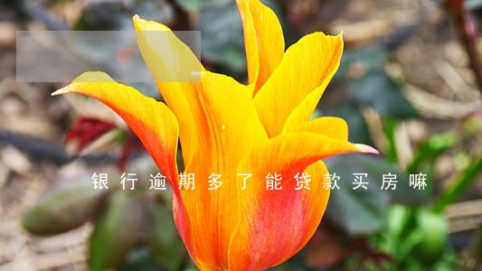 银行逾期多了能贷款买房嘛 银行逾期多了能贷款买房嘛