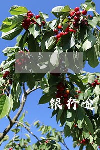 银行逾期多长时间引起政审 银行逾期多长时间引起政审