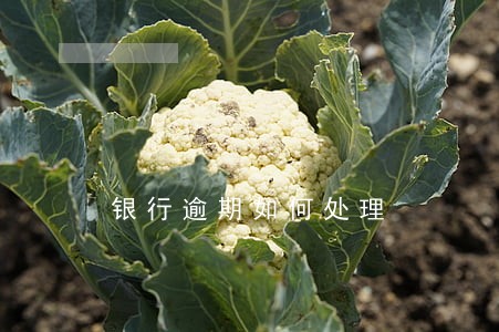 银行逾期如何处理 银行逾期如何处理