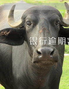 银行逾期客户资料 银行逾期客户资料