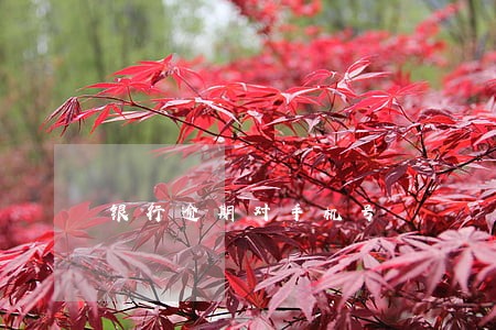 银行逾期对手机号 银行逾期对手机号