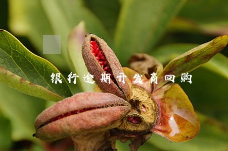 银行逾期开发商回购