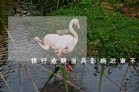 银行逾期当兵影响政审不 银行逾期当兵影响政审不