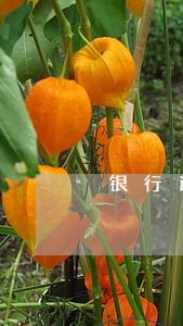 银行逾期影响政审吗 银行逾期影响政审吗