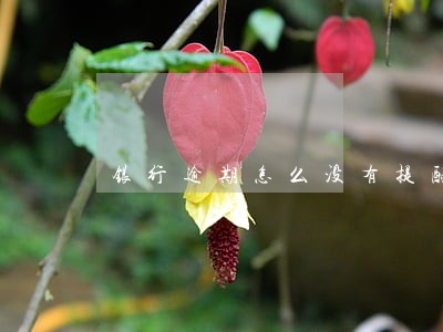 银行逾期怎么没有提醒吗 银行逾期怎么没有提醒吗