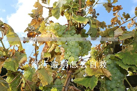 银行逾期怎么自救 银行逾期怎么自救