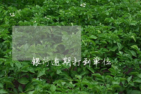 银行逾期打到单位 银行逾期打到单位