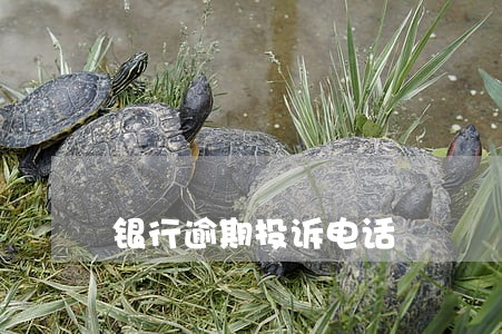 银行逾期投诉电话 银行逾期投诉电话