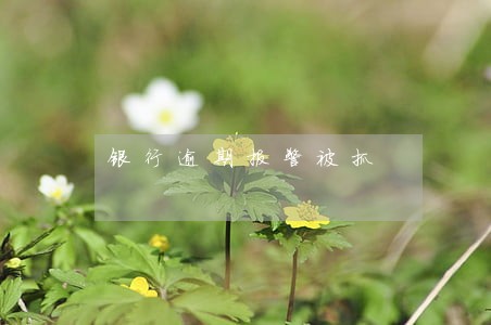 银行逾期报警被抓 银行逾期报警被抓