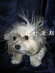 银行逾期拒贷 银行逾期拒贷