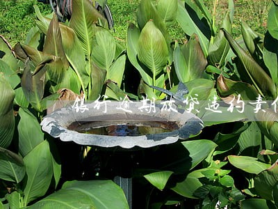 银行逾期放贷违约责任 银行逾期放贷违约责任