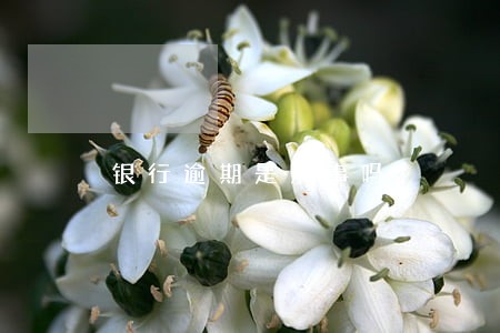 银行逾期是刑事吗 银行逾期是刑事吗