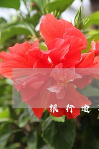 银行逾期是否影响贷款买房 银行逾期是否影响贷款买房