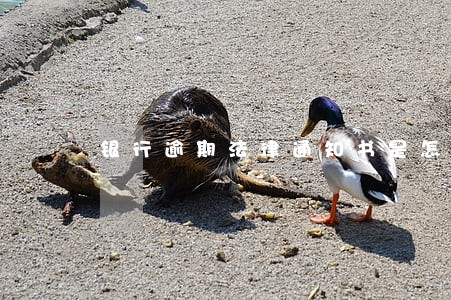 银行逾期法律通知书是怎样的 银行逾期法律通知书是怎样的