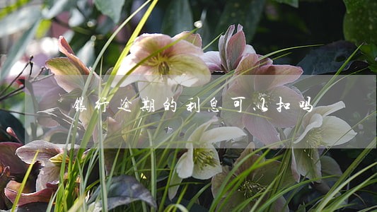 银行逾期的利息可以扣吗 银行逾期的利息可以扣吗