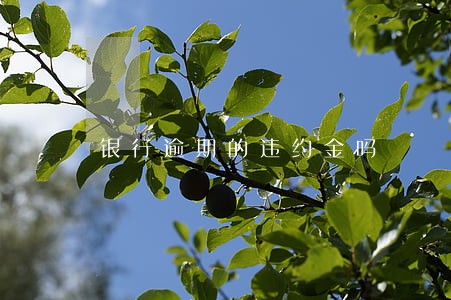 银行逾期的违约金吗 银行逾期的违约金吗