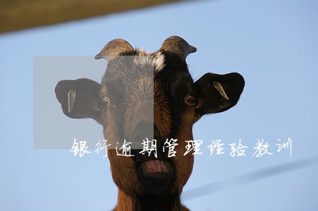 银行逾期管理经验教训 银行逾期管理经验教训