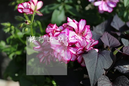 银行逾期缓冲日 银行逾期缓冲日