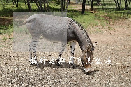银行逾期罚息怎么退 银行逾期罚息怎么退