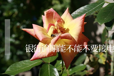 银行逾期能不能不要接电话