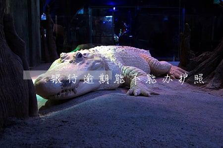 银行逾期能不能办护照 银行逾期能不能办护照