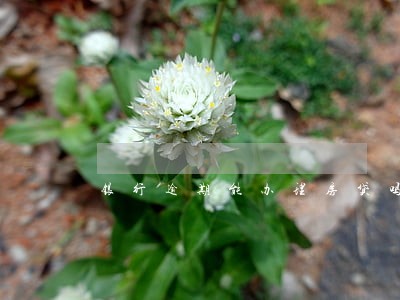 银行逾期能办理房贷吗 银行逾期能办理房贷吗