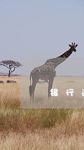 银行逾期自动划扣