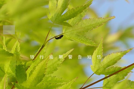 银行逾期警告短信 银行逾期警告短信