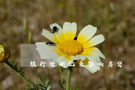 银行逾期记录影响房贷 银行逾期记录影响房贷