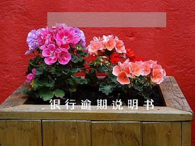 银行逾期说明书 银行逾期说明书