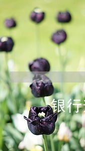 银行逾期贷款债务豁免 银行逾期贷款债务豁免