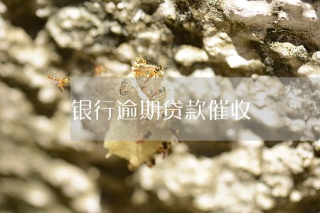 银行逾期贷款催收 银行逾期贷款催收