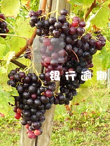 银行逾期贷款利率规定 银行逾期贷款利率规定