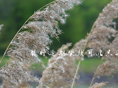 银行逾期贷款可以只还本金吗 银行逾期贷款可以只还本金吗