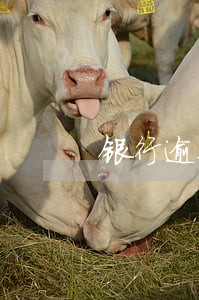 银行逾期贷款工作的汇报